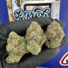 Blueberry Munchkin strain